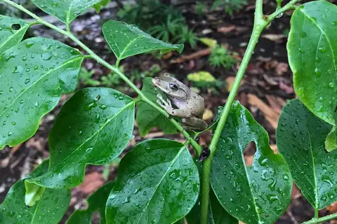 Treasury Wrinkled Ground Frog