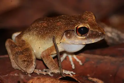 Papua Wrinkled Ground Frog