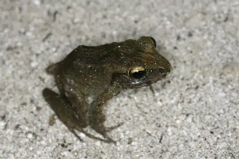 Palau Ground Frog