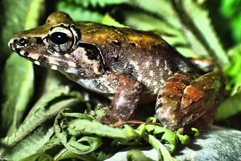 Cornufer punctatus