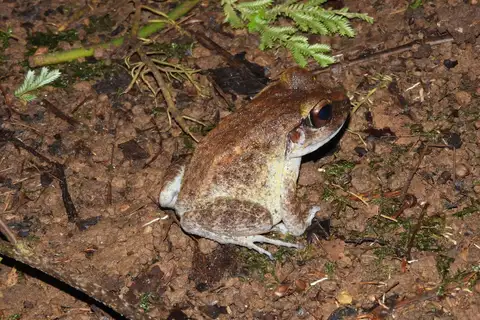 Solomon Island Palm Frog
