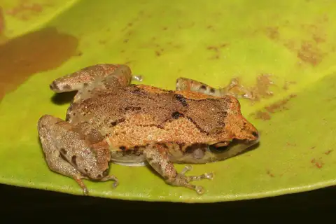 Fauro Sticky-toed Frog