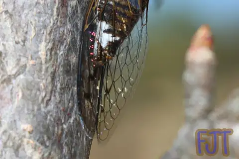 Blue-eyed Pinto Cicada