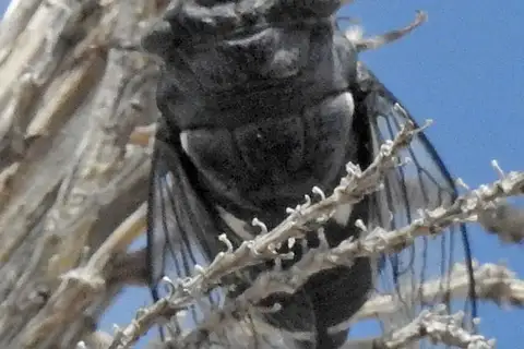 Western Pinto Cicada