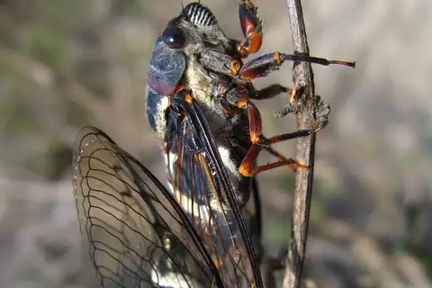 Eastern Pinto Cicada