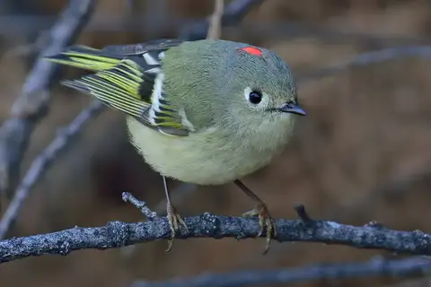 Ruby-crowned Kinglet
