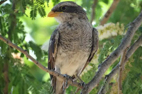 Yellow-billed Shrike