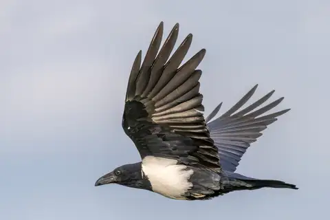 Pied Crow