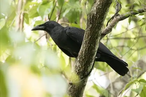 Sulawesi Crow