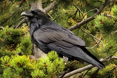 Northern Raven
