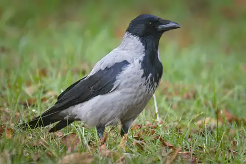 Hooded Crow