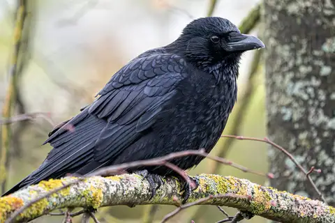 Carrion Crow