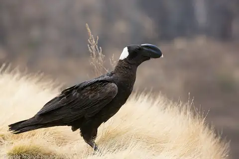 Thick-billed Raven