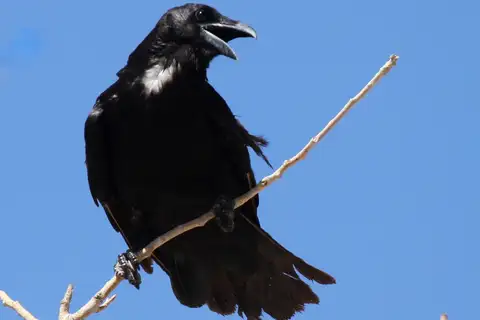 Chihuahuan Raven