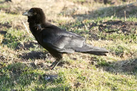 Somali Crow