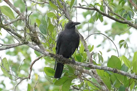 Sunda Crow
