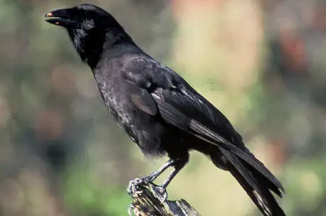 Hawaiian Crow