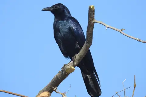 Tamaulipas Crow