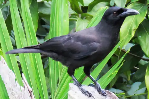 Jamaican Crow