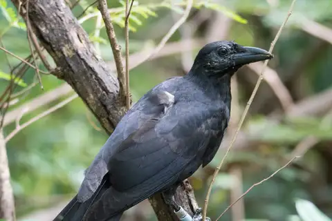Mariana Crow