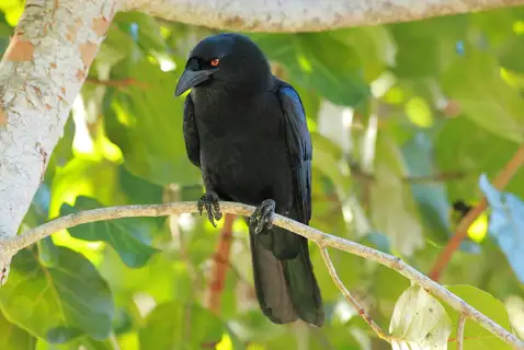 White-necked Crow