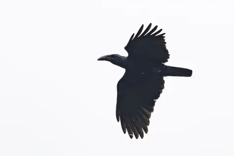 Bougainville Crow