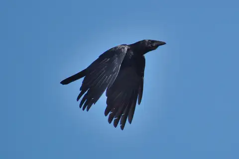Cuban Palm Crow