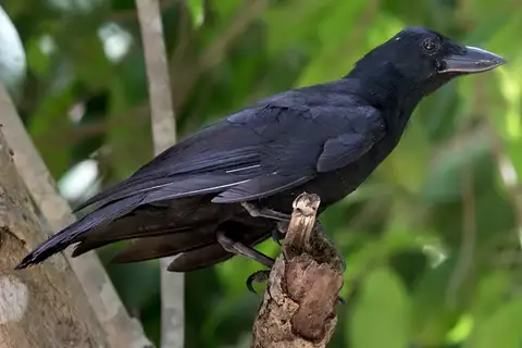 New Caledonian Crow