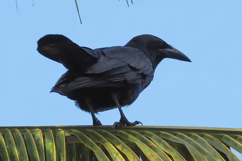 Cuban Crow