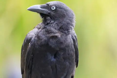 Torresian Crow