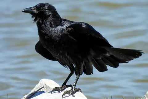 Fish Crow