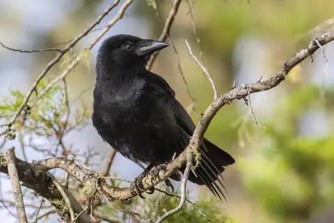 Hispaniolan Palm Crow