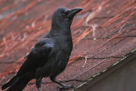 Philippine Jungle Crow