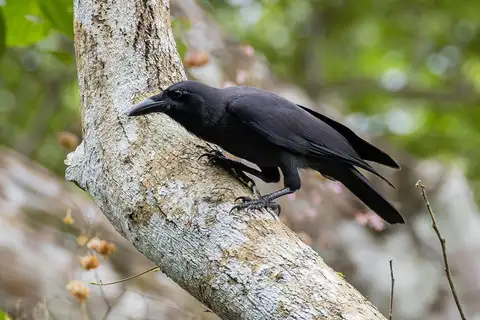 Palawan Crow