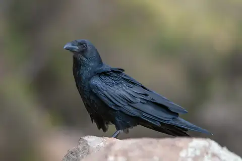 Fan-tailed Raven