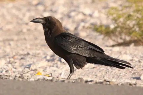 Brown-necked Raven