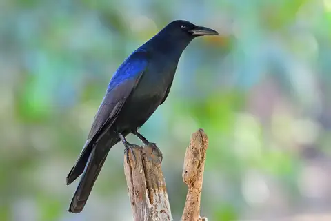 Sinaloa Crow