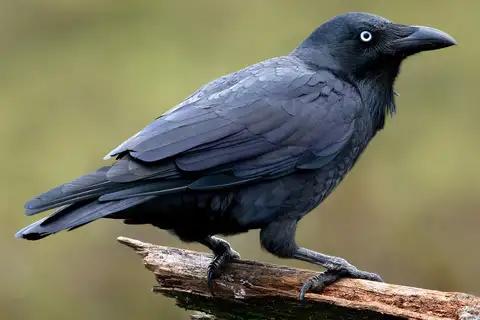 Forest Raven