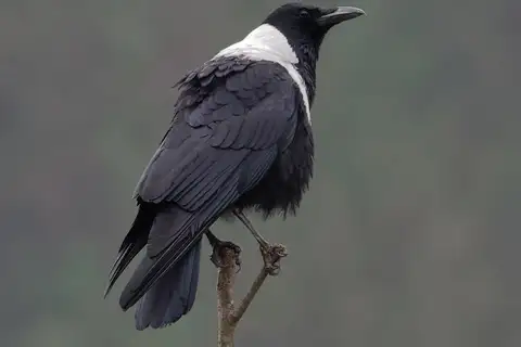 Collared Crow