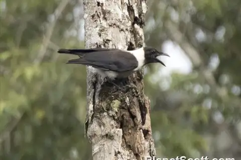 Piping Crow