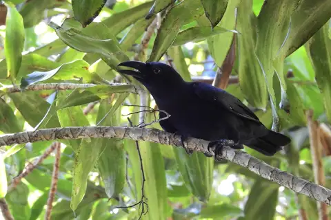 Banggai Crow