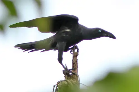 Long-billed Crow