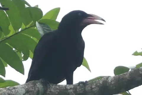 White-billed Crow