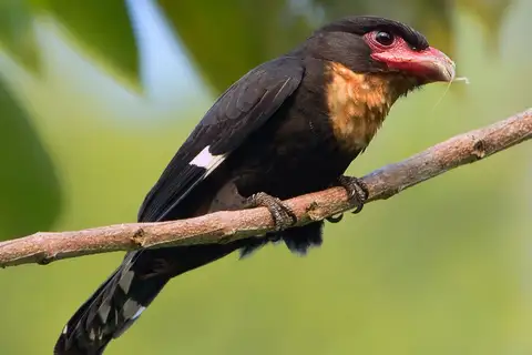 Dusky Broadbill