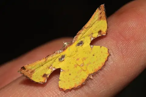 Corymica pryeri