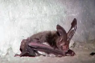 Rafinesque's Big-eared Bat