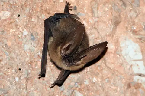 Townsend's Big-eared Bat