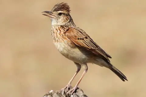 Rufous-naped Lark