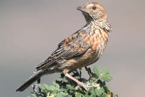 Cape Clapper Lark