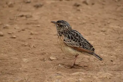 Sentinel Lark